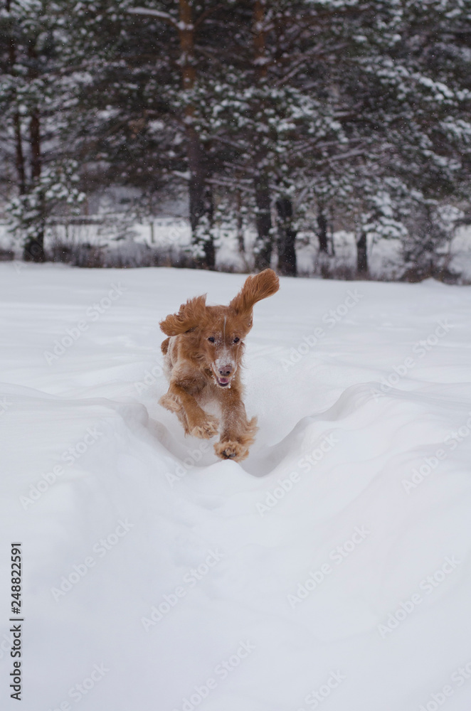 Young red russian spaniel dog rushing on snowy path with its flying ears