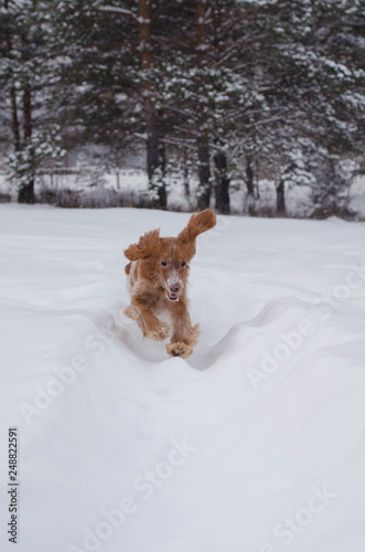 Fototapeta Naklejka Na Ścianę i Meble -  Young red russian spaniel dog rushing on snowy path with its flying ears