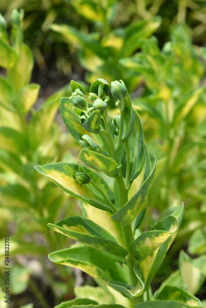Fototapeta premium Gold-Striped Stonecrop