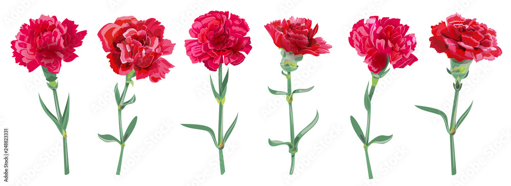 Panoramic view with carnation schabaud. Set red flowers, green stems, leaves on white background, collection for Mother's Day, Victory Day, digital draw, vintage illustration, vector, watercolor style Panoramic view with carnation schabaud. Set red flowers, green stems, leaves on white background, collection for Mother's Day, Victory Day, digital draw, vintage illustration, vector, watercolor style