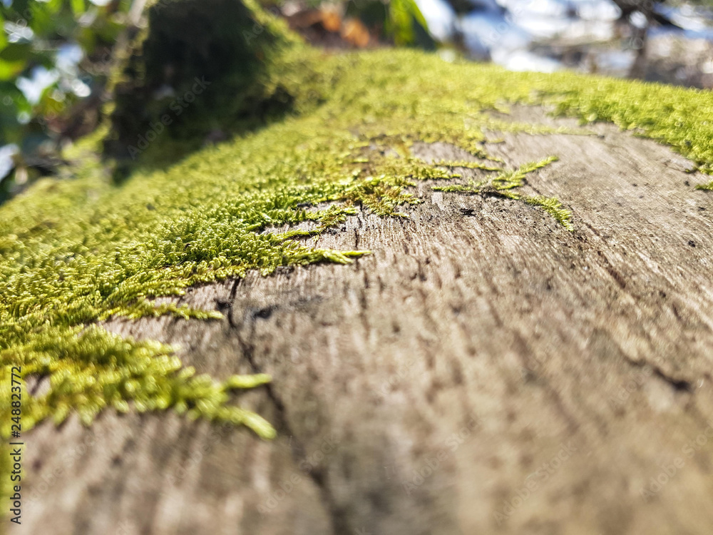 moss