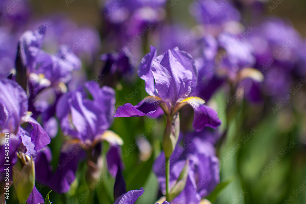 Beautiful purple irises