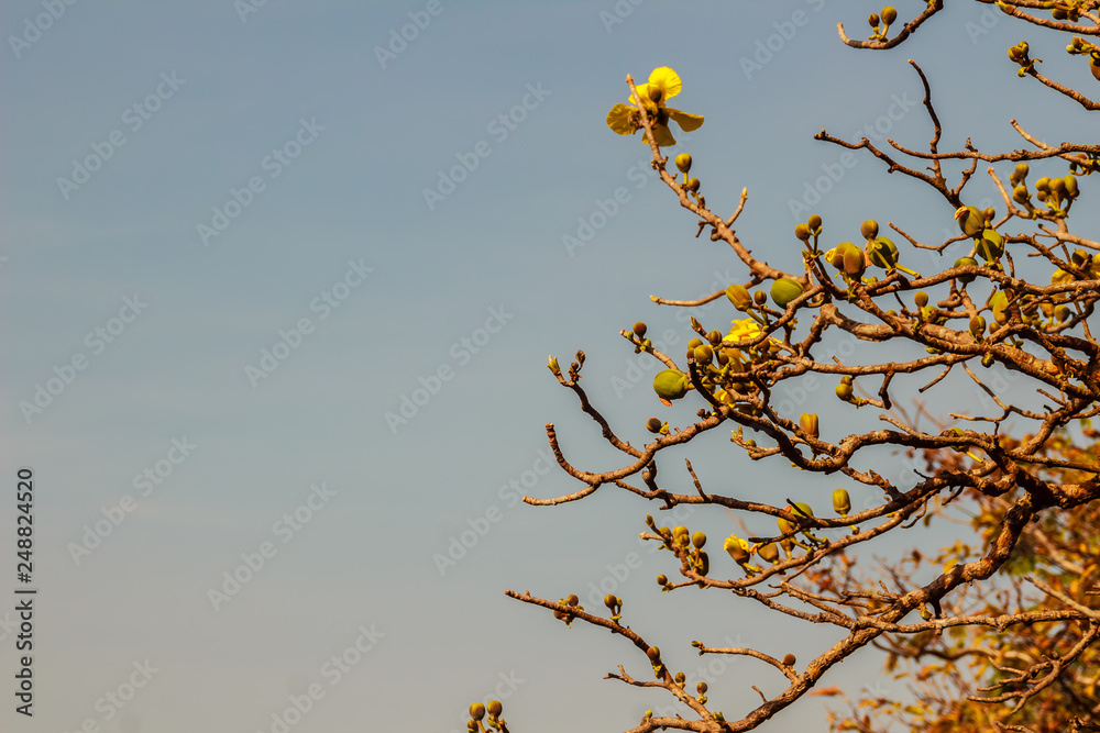 Beautiful yellow flower of great elephant apple tree, or Dillenia obovata (Blume) Hoogland.