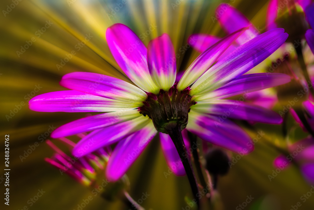 Knospe im Gegenlicht Blume Knospe im Gegenlicht Blume