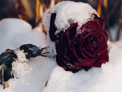 coffee, cafe, love, animals, nature, winter, macro, firewood, trees