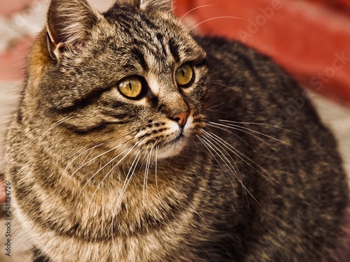 coffee, cafe, love, animals, nature, winter, macro, firewood, trees