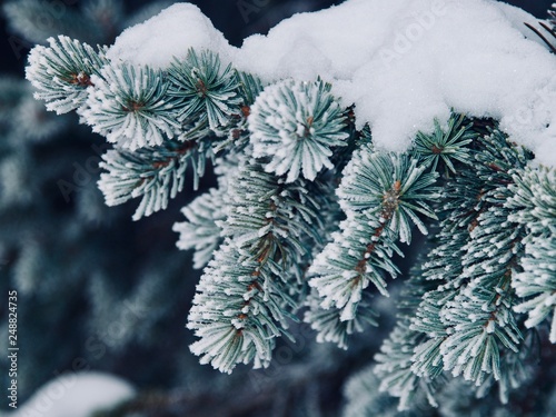 coffee, cafe, love, animals, nature, winter, macro, firewood, trees