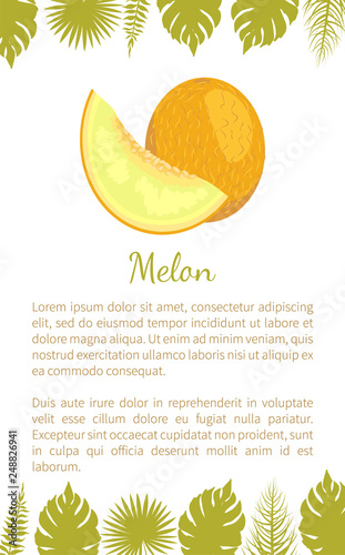 Melon exotic juicy stone fruit vector poster text sample and palm leaves. Tropical sweet edible, fleshy food, dieting veggies with vitamins, yellow dessert