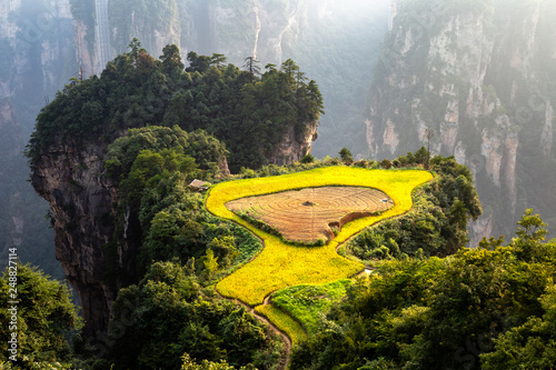 Spectacular rice terrace, called the “air garden”, in front of Laowuchang village, in Yuanjiajie area of Wulingyuan National Park, Zhangjiajie, China. This national park inspired “Avatar” movie photo