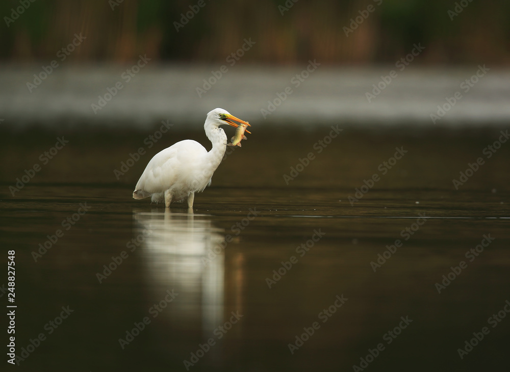 Obraz premium Great egret with fish