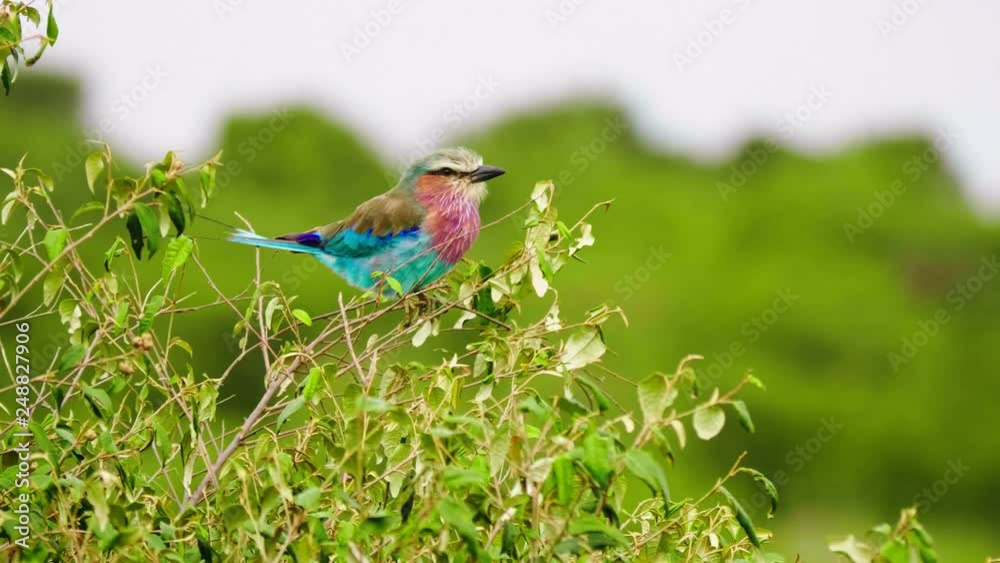 Lillac-breasted roller in Masai Mara park in Kenya Lillac-breasted roller in Masai Mara park in Kenya