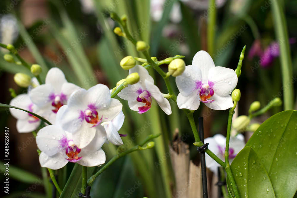 Fototapeta premium White orchid in bloom