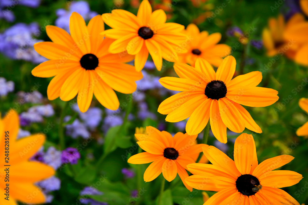 Sonnenhut (Rudbeckia) mit Blüten Sonnenhut (Rudbeckia) mit Blüten