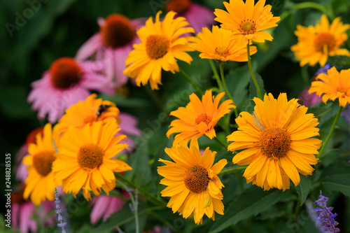 Sonnenhut  Rudbeckia  mit Bl  ten