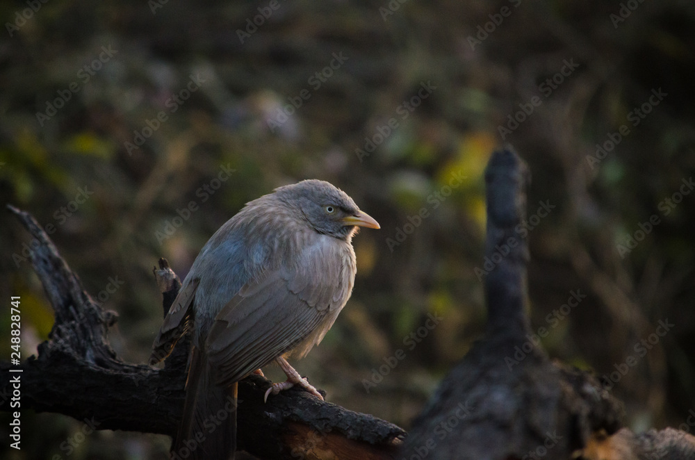 Fototapeta premium Bird