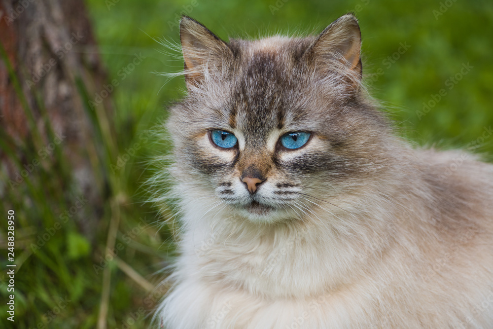 Neva Masquerade cat with big blue eyes in the garden