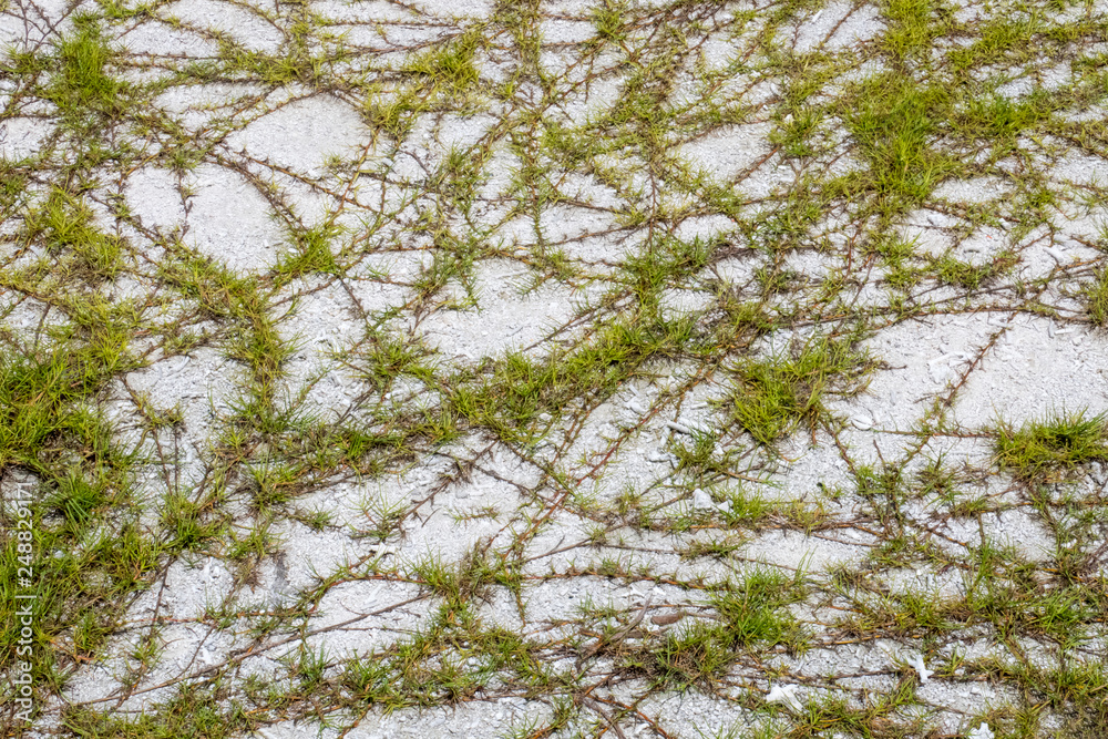 Green ivy plant on beach