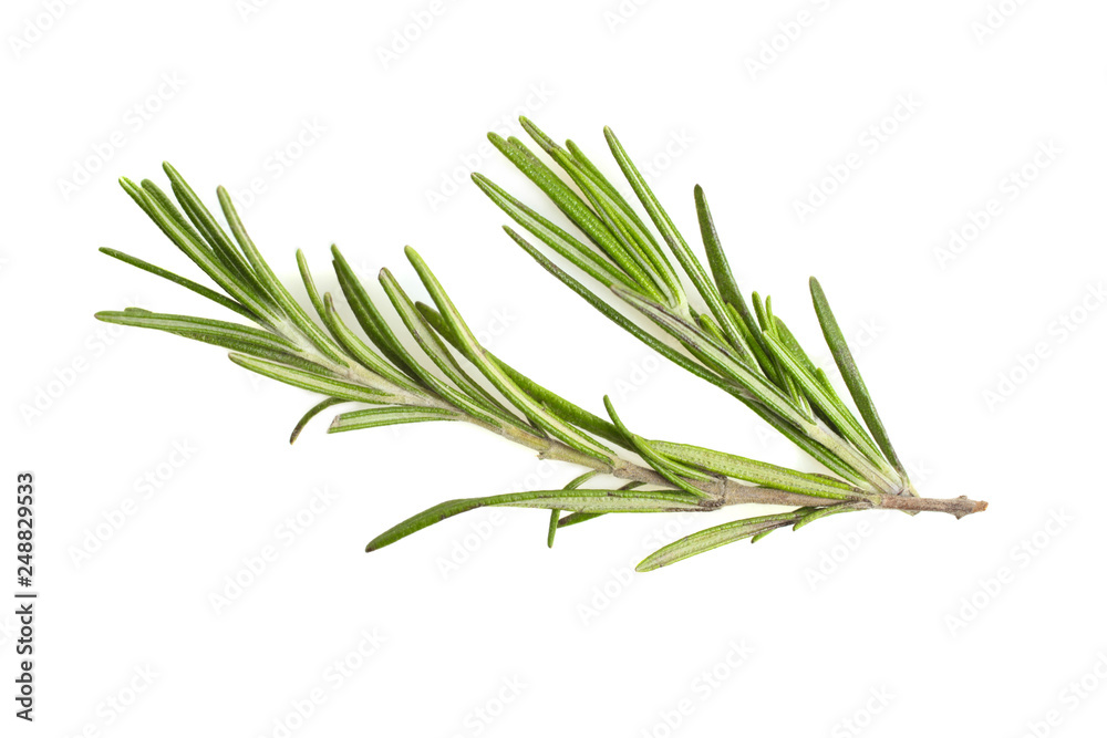 Fototapeta premium green rosemary sprig