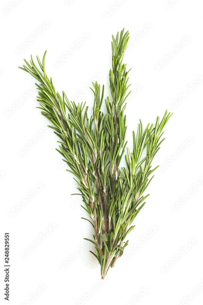 green rosemary sprig