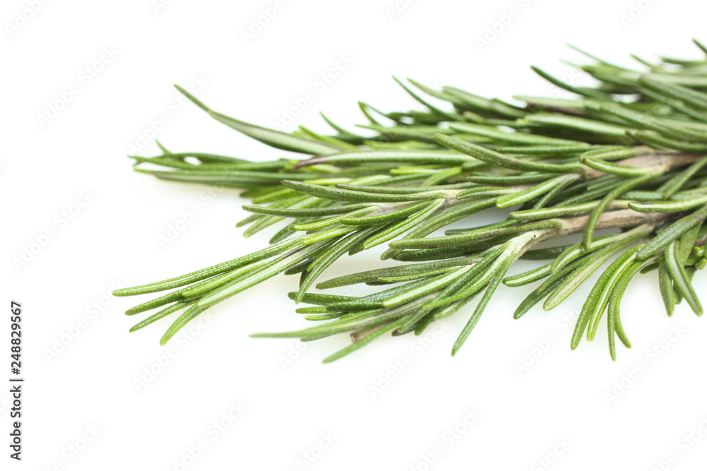 green rosemary sprig