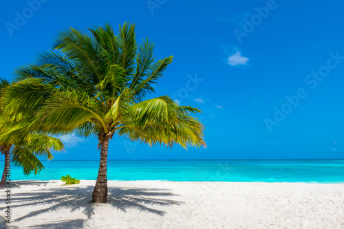 Palm tree on tropical paradise beach with turquoise blue water and blue sky © shadowbird