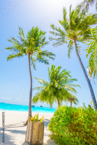 Palm tree on tropical paradise beach with turquoise blue water and blue sky