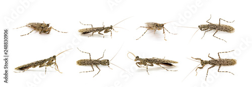 Group of Camouflaged bark mantis (Liturgusa sp.) on white background. Insect. Animal.