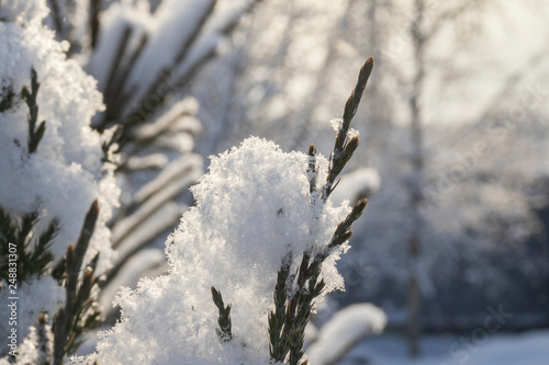 Juniper branch under the snow © Dmitry