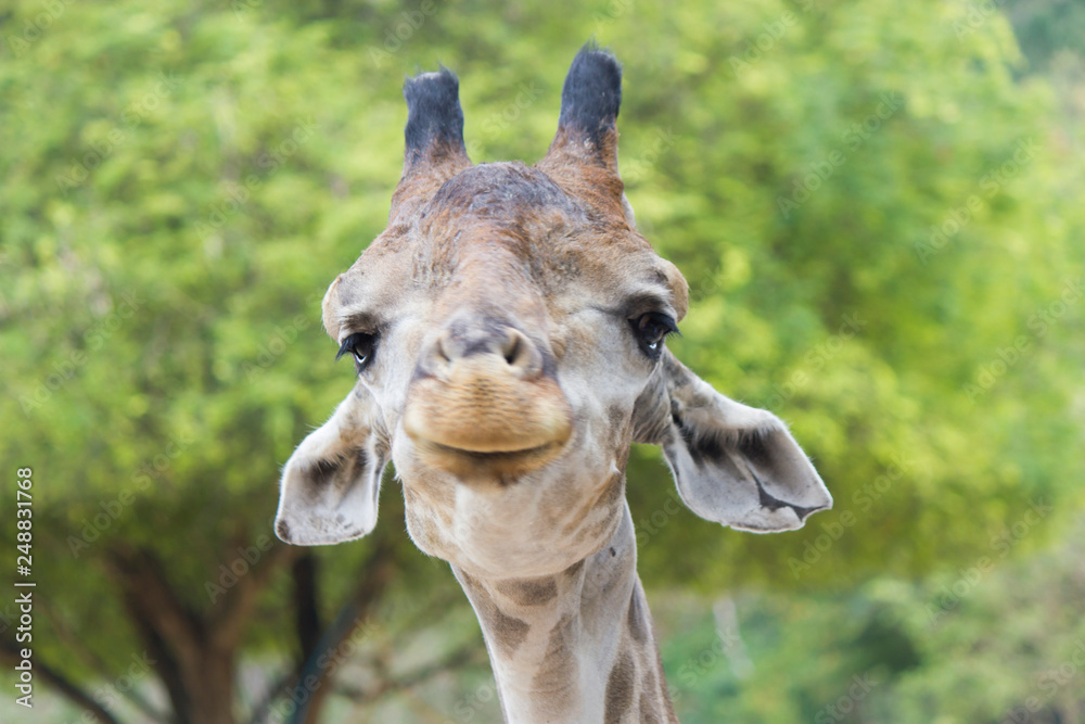 Obraz premium The giraffe eats leaves