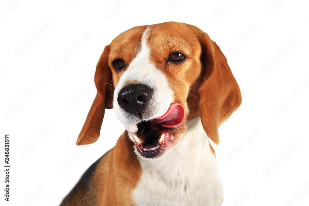 Licking dog