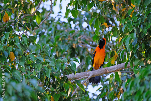 Orange-backed Troupial, Icterus Croconotus, perching on a branch, Aquidauana, Pantanal, Mato Grosso Do Sul, Brazil photo
