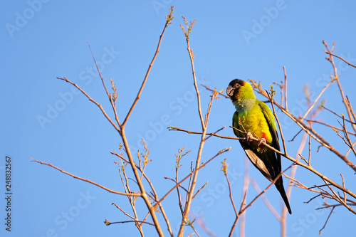 Nanday Parakeet, Aratinga Nenday, also known as the Black-hooded Parakeet or Nanday Conure, Pantanal, Brazil photo