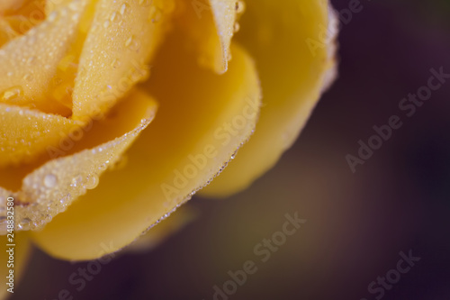 Top view of dew drops on yellow rose petals  close-up