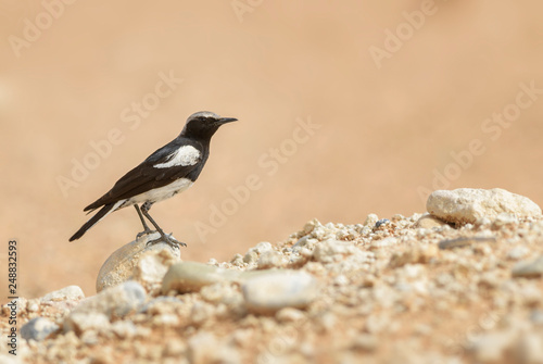 Mountain Chat - Myrmecocichla monticola, beautiful perching bird from southern African gardens and bushes, Sossusvlei, Namibia.