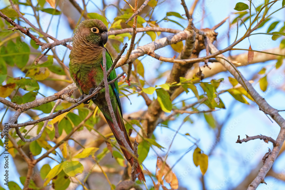 Scaly-headed Parrot, Pionus Maximiliani, perching on a branch in Pantanal, Aquidauana, Mato Grosso Do Sul, Brazil Scaly-headed Parrot, Pionus Maximiliani, perching on a branch in Pantanal, Aquidauana, Mato Grosso Do Sul, Brazil