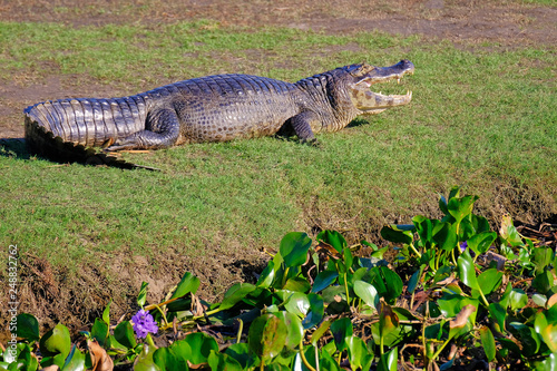Yacare Caiman, Caiman Crocodilus Yacare Jacare, in the grassland of Pantanal wetland, Corumba, Mato Grosso Sul, Brazil photo