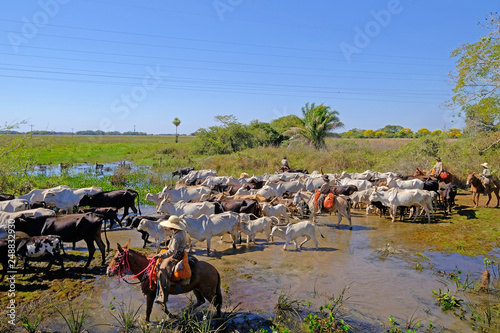 Unrecognizable cowboys with cows, cattle transport on the nature parkway in the Pantanal, Mato Grosso Do Sul, Brazil