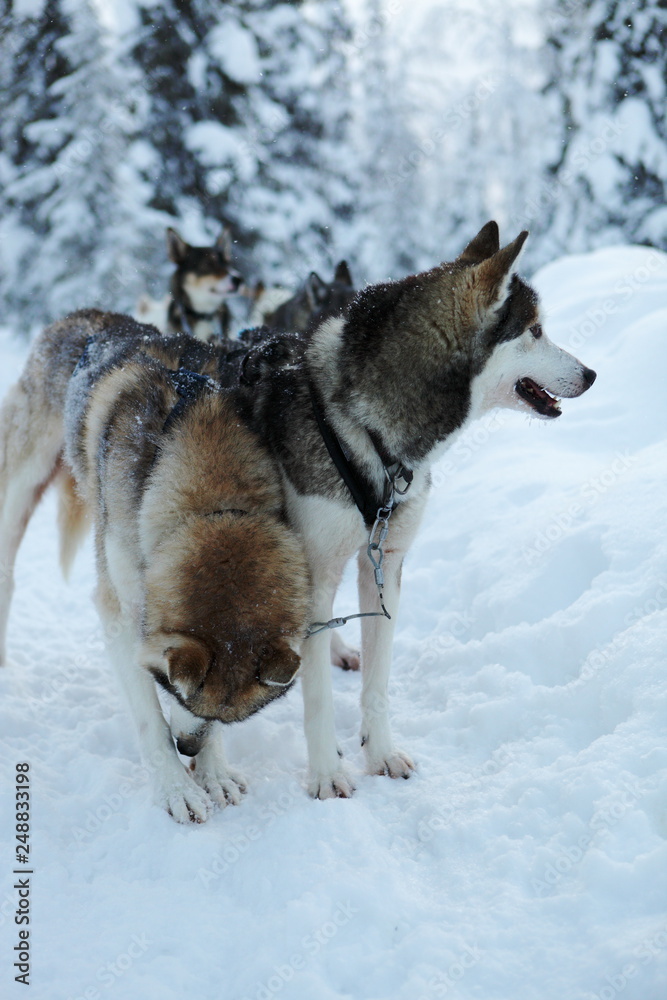 Siberian huskys waiting to sled in Lapland forest.