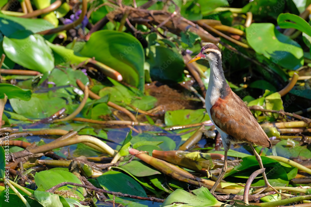 Juvenile young Wattled Jacana, Jacana Jacana, with water lillies in the wetlands of the Pantanal, Corumba, Brazil Juvenile young Wattled Jacana, Jacana Jacana, with water lillies in the wetlands of the Pantanal, Corumba, Brazil