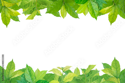 Blurred for background.Green Leaf frame on white background.Clipping Path.