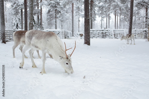 Reindeer farm, winter in Lapland, Finland