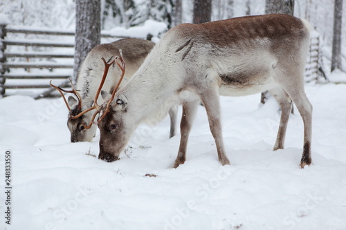Young reindeers eating in the snow, Lapland in Finland.