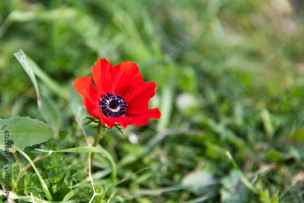 One red anemone on green blurred background One red anemone on green blurred background