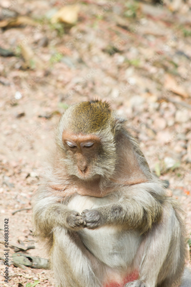 Naklejka premium Monkeys at liberty