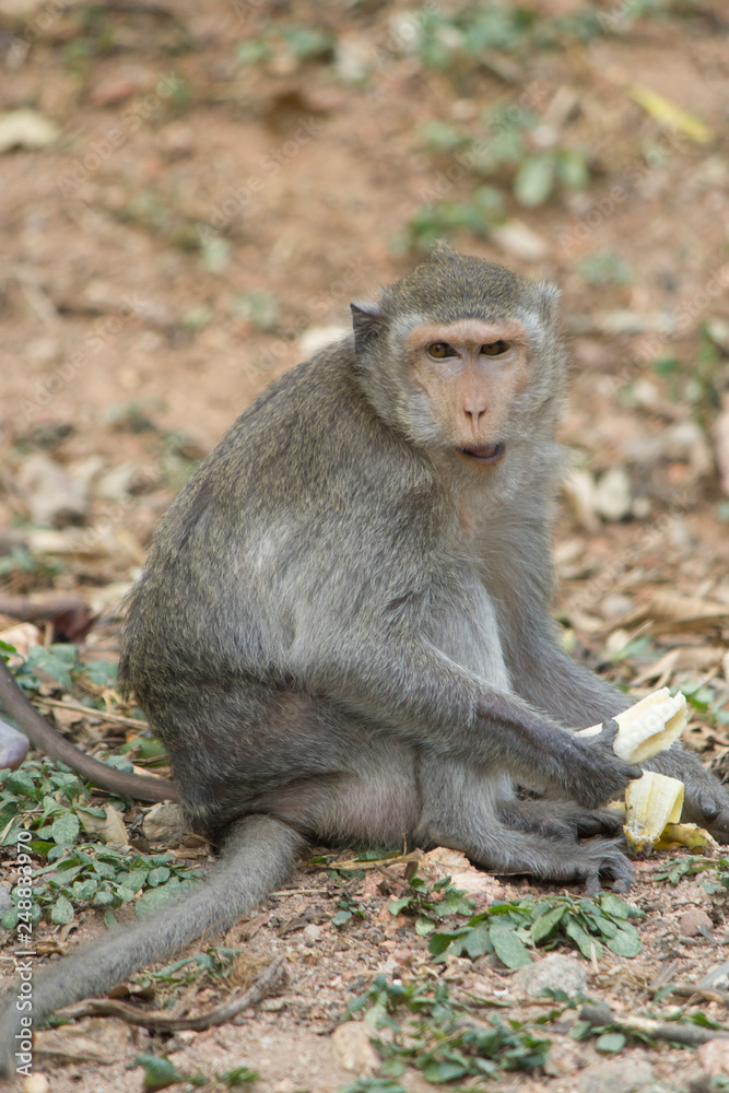 Fototapeta premium Monkeys at liberty