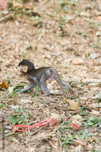Monkeys at liberty