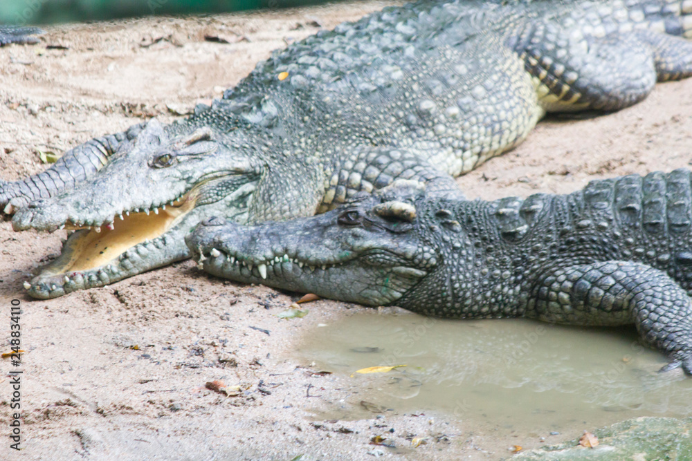 Naklejka premium Crocodile on walk