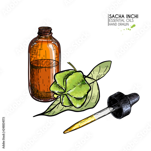 Hand drawn set of essential oils. Vector colored sacha inchi serum. Medicinal herb with glass dropper bottle. Engraved art. Cosmetics, medicine, treating, aromatherapy, package design health care.