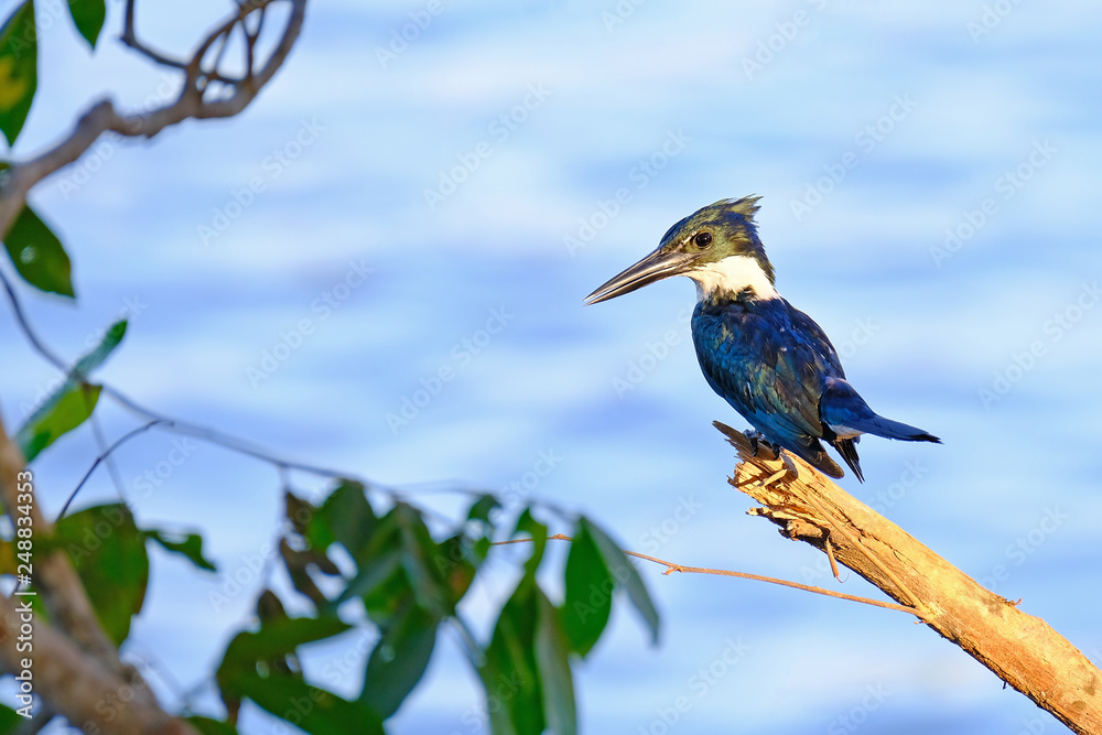 Obraz premium Female Amazon Kingfisher, Chloroceryle Amazona, sits on the branch, Porto Jofre, Pantanal, Mato Grosso, Brazil