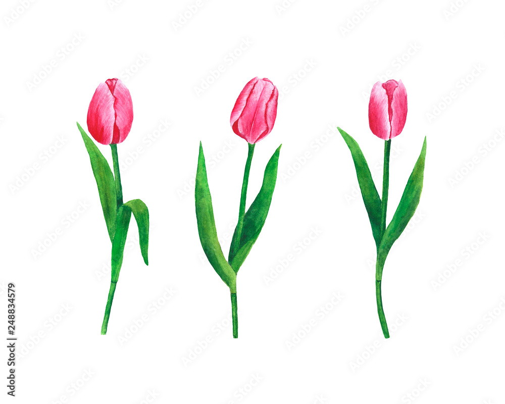 Obraz premium Flowers Tulips watercolor illustration botanical spring decoration design greeting card invitation